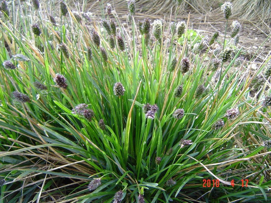 Сеслерия Хефлера