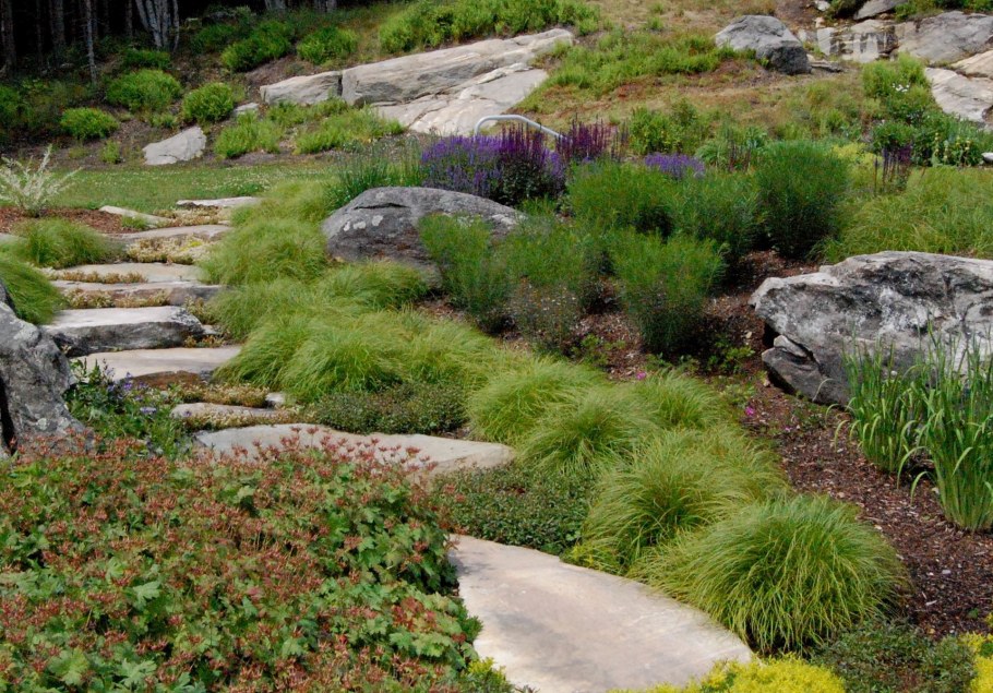 Серобородник Сибирский в ландшафтном