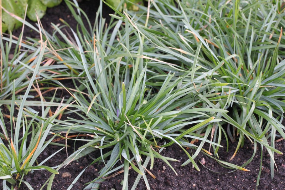 Сеслерия окаймленная