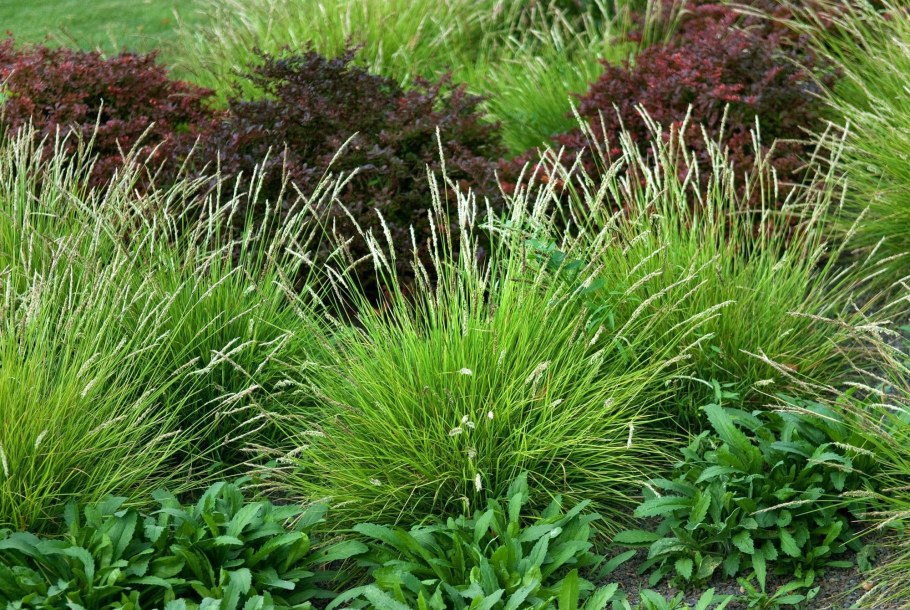 Сеслерия осенняя (Sesleria autumnalis)