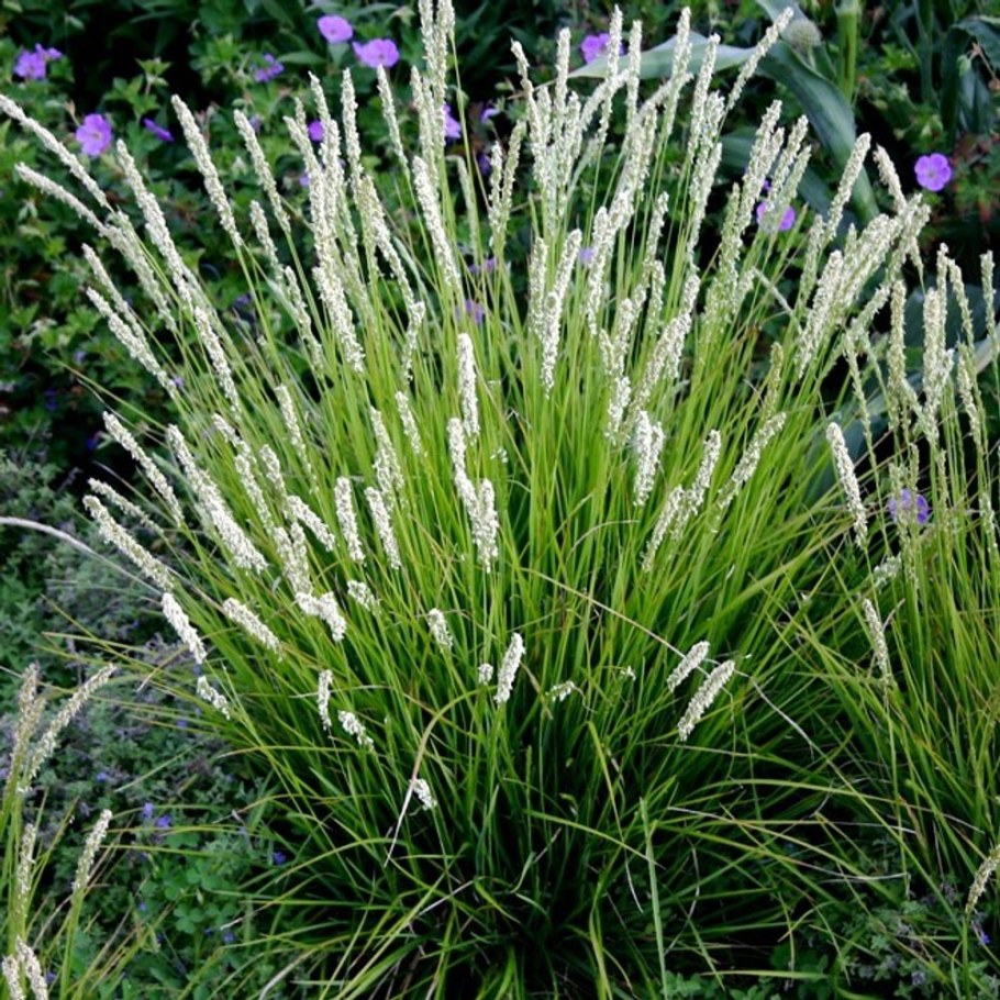 Сеслерия голубая (Sesleria caerulea)