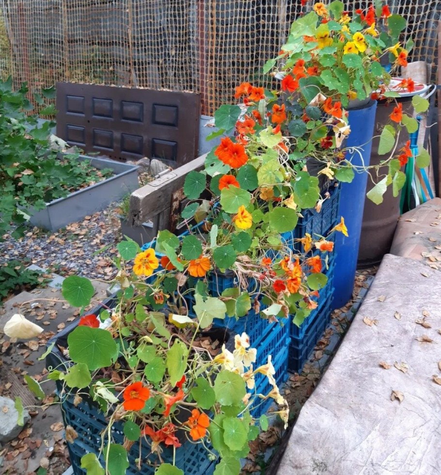 Настурция Длинноплетистая