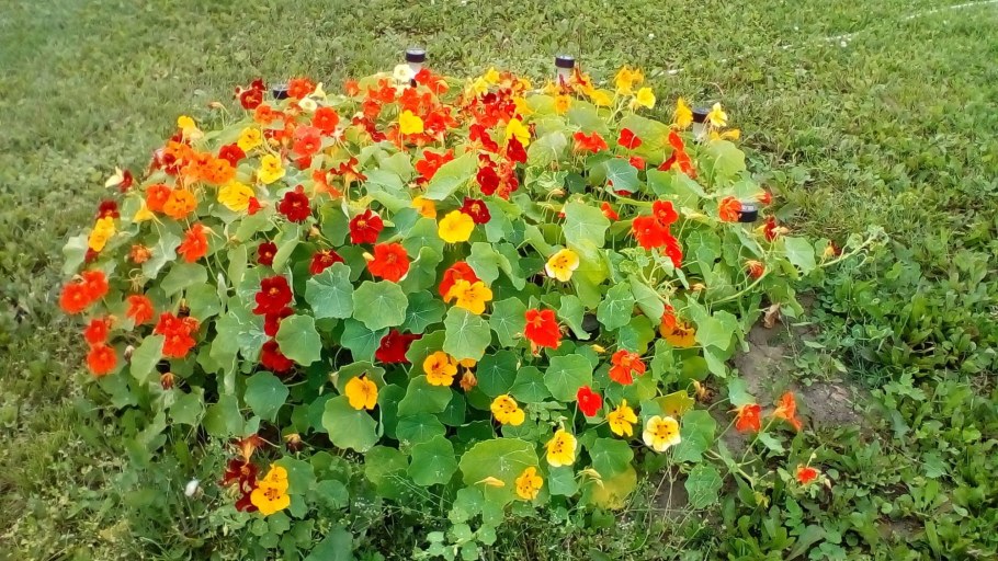 Настурция однолетняя