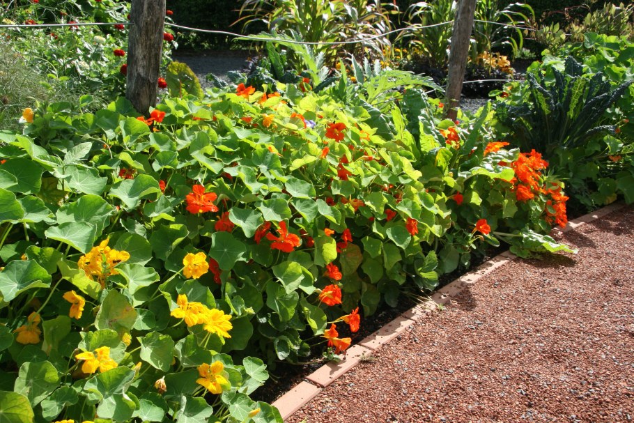 Настурция бордюр
