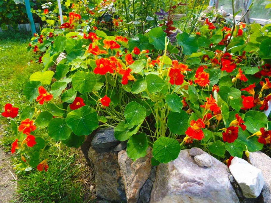 Настурция патио
