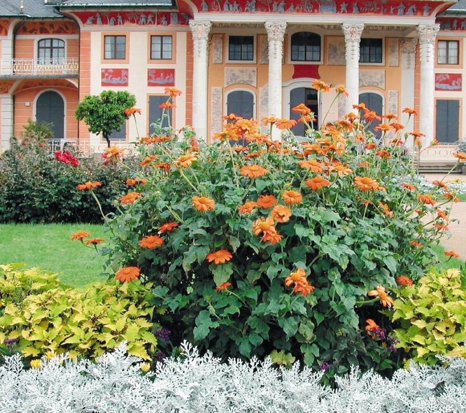 Титония круглолистная