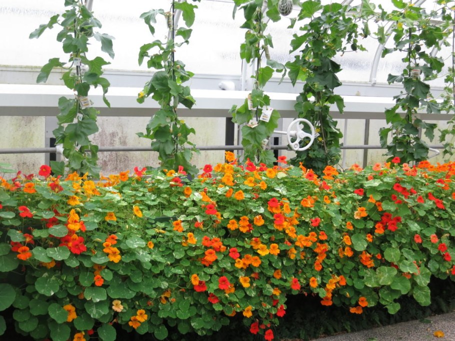 Тунбергия ампельная