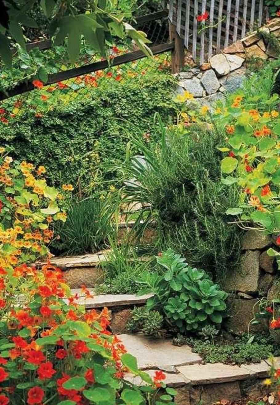 Настурция бордюрная