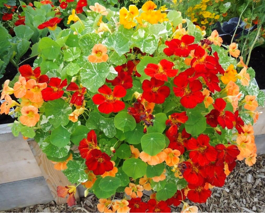 Настурция низкорослая Отрада