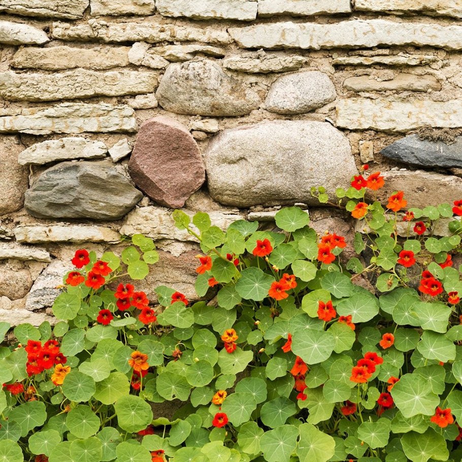 Настурция индийский Кресс