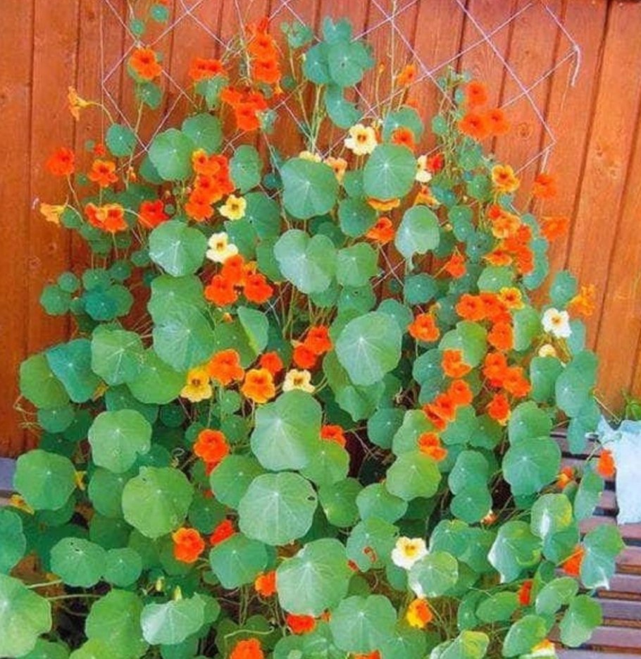 Настурция Верд Берт