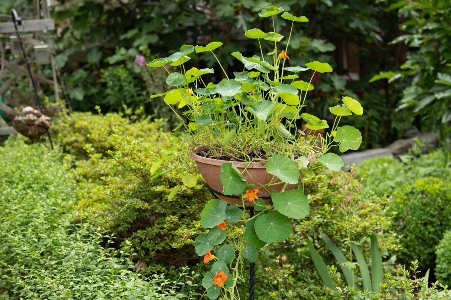 Настурция низкорослая Отрада