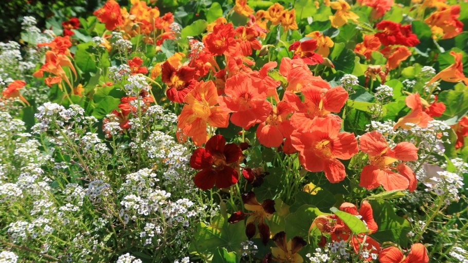 Настурция вьющаяся Золотая роза