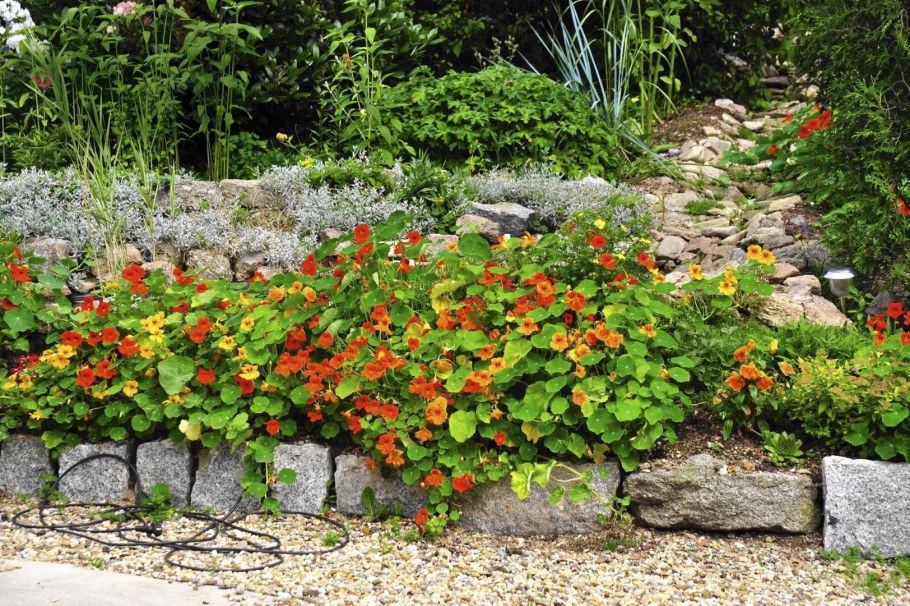 Настурция Лиана