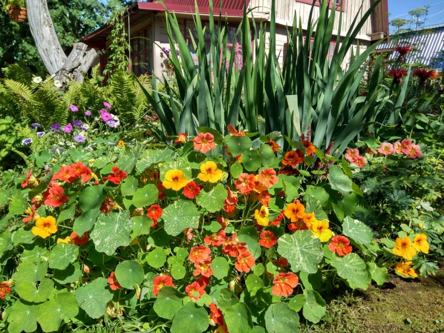 Настурция на клумбе