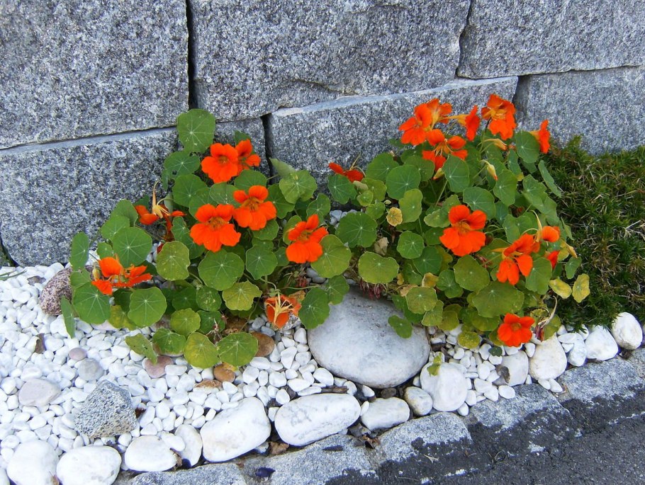 Настурция Длинноплетистая