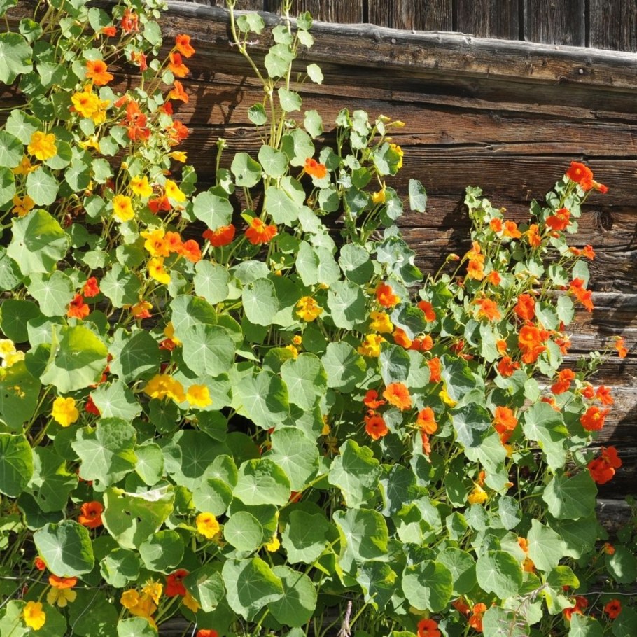 Настурция Вьюн