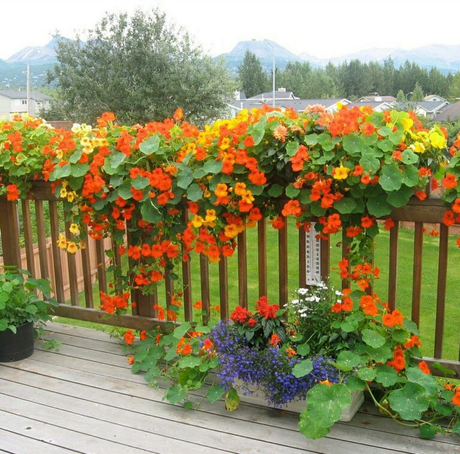 Настурция вьющаяся