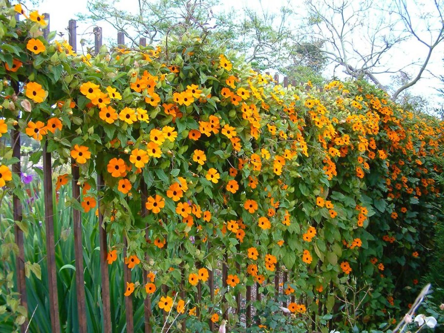 Тунбергия ампельная