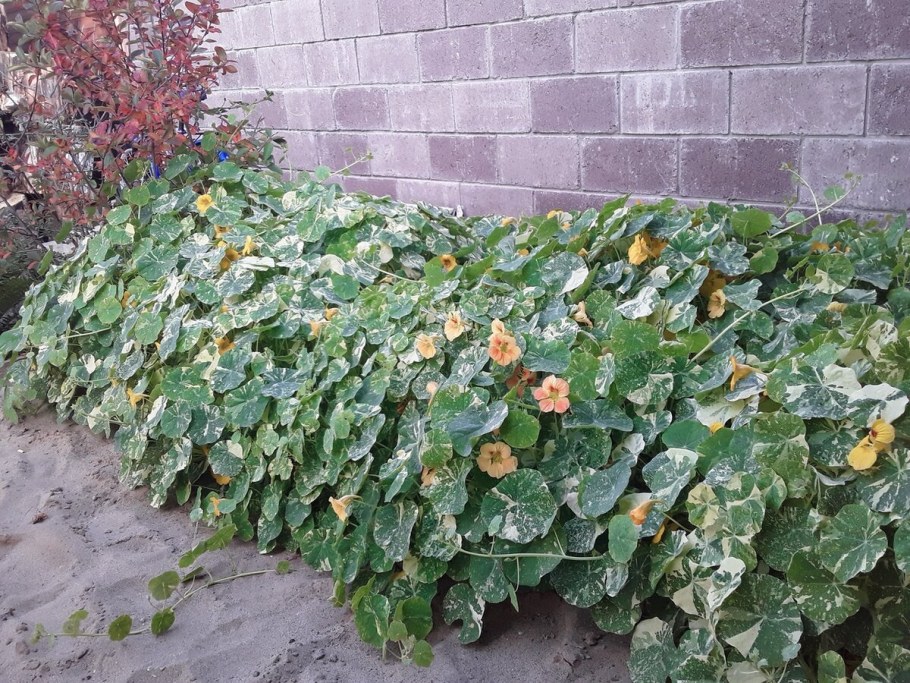 Настурция Аляска, смесь