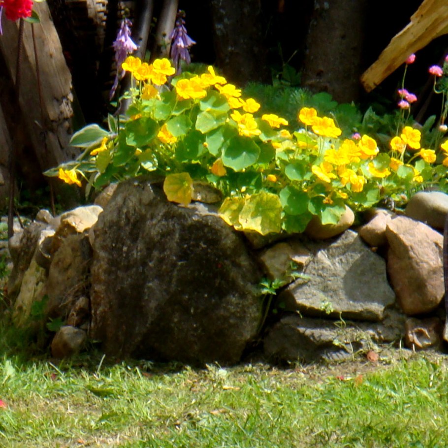 Настурция на альпийской Горке