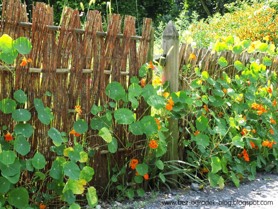 Настурция плетущаяся