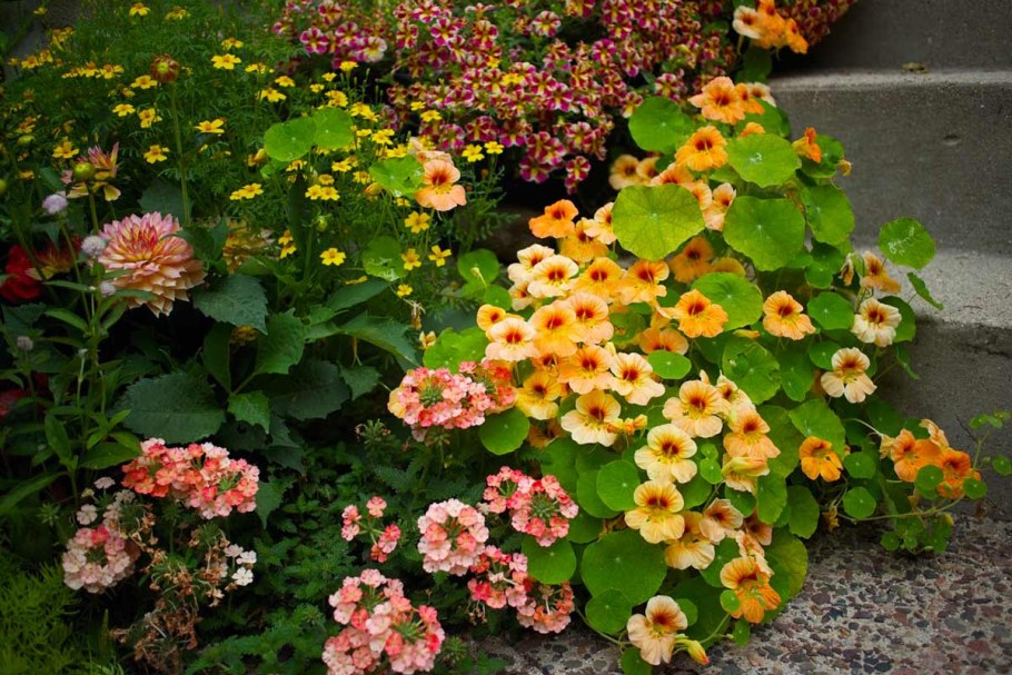 Настурция на клумбе