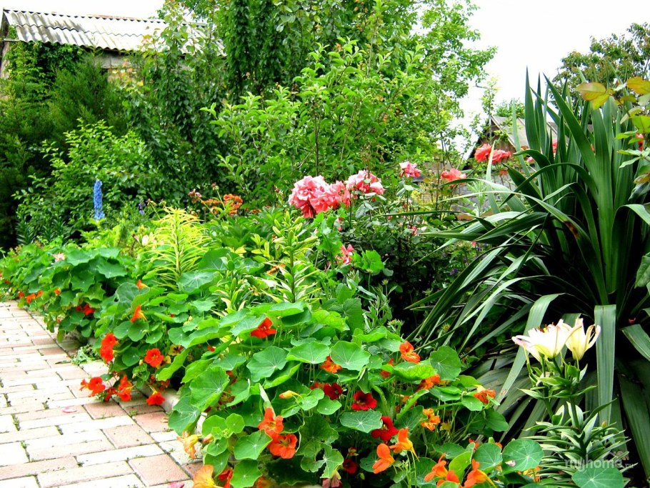 Настурция в палисаднике