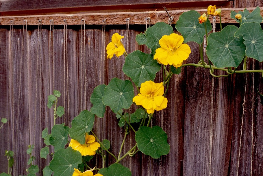 Настурция Джевел микс