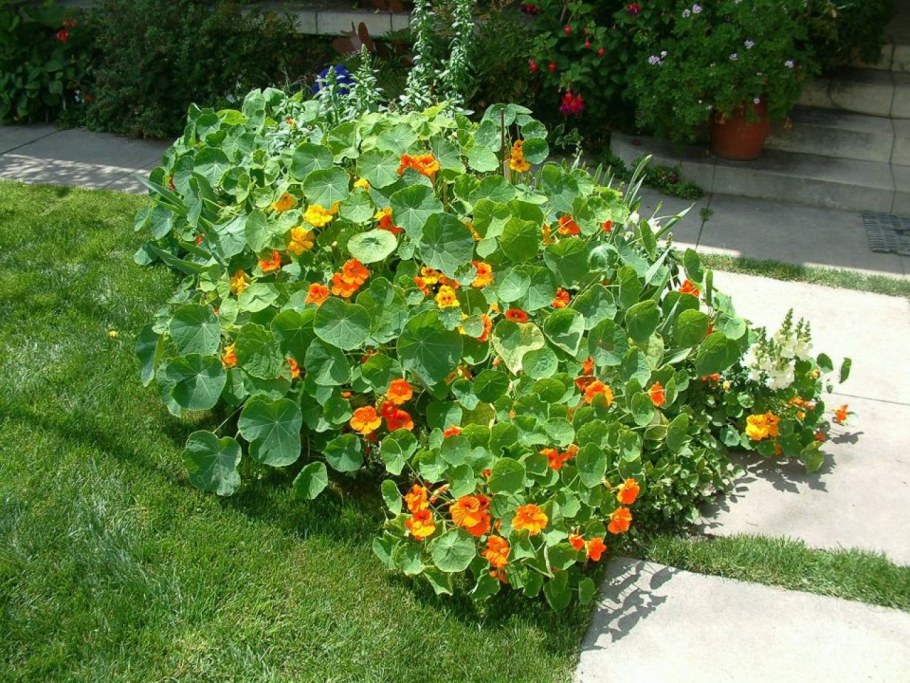 Настурция Лиана