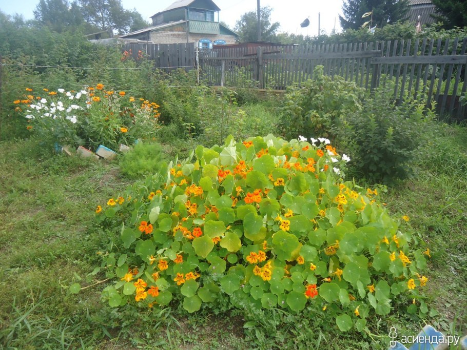 Настурция на клумбе