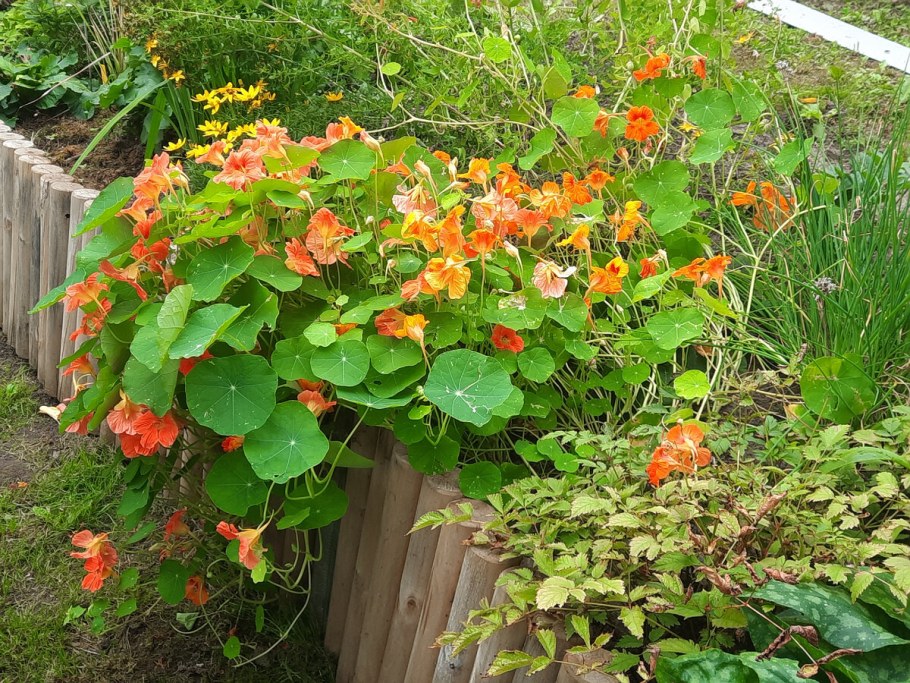 Настурция Вьюнок