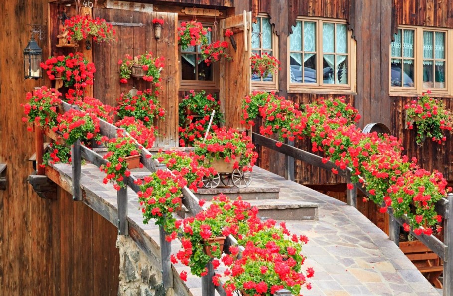 Настурция высокая клумба