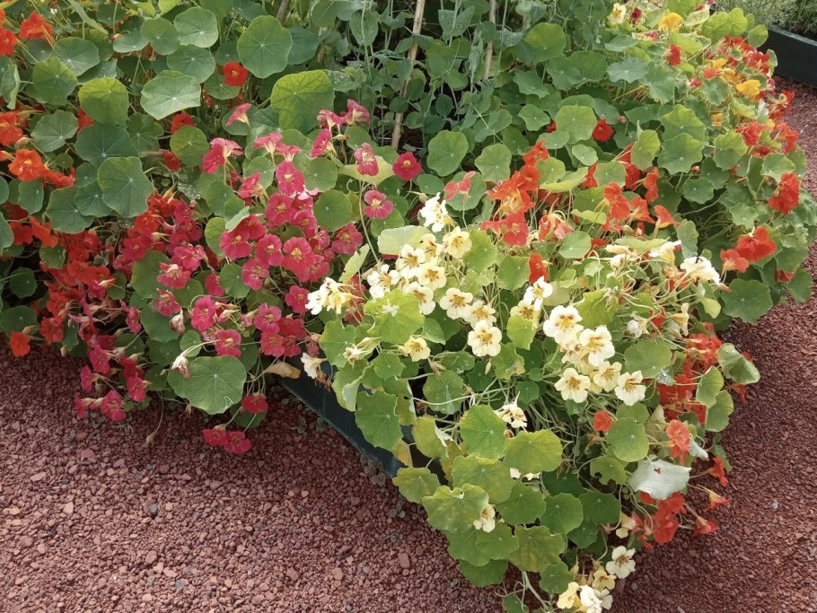 Настурция Толл Чойс