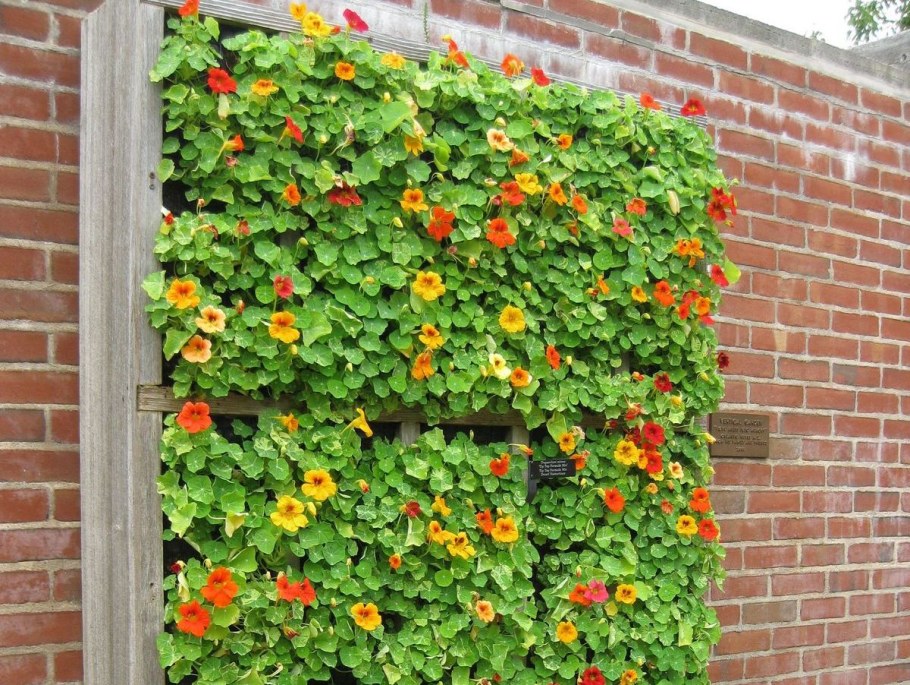 Лиана тунбергия Крылатая