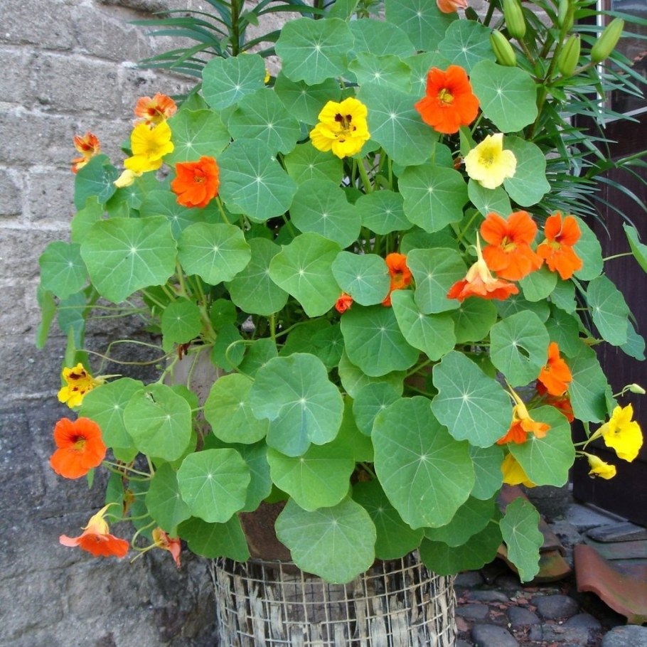 Настурция индийский Кресс