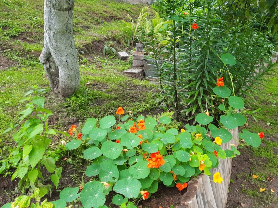 Настурция на клумбе