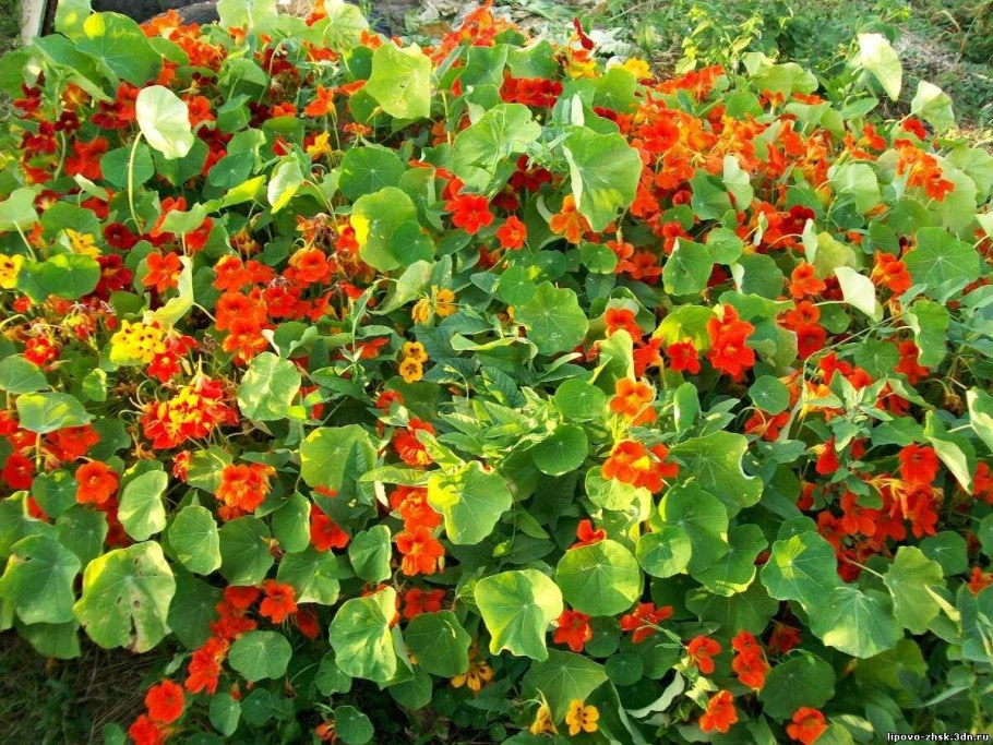 Настурция махровая