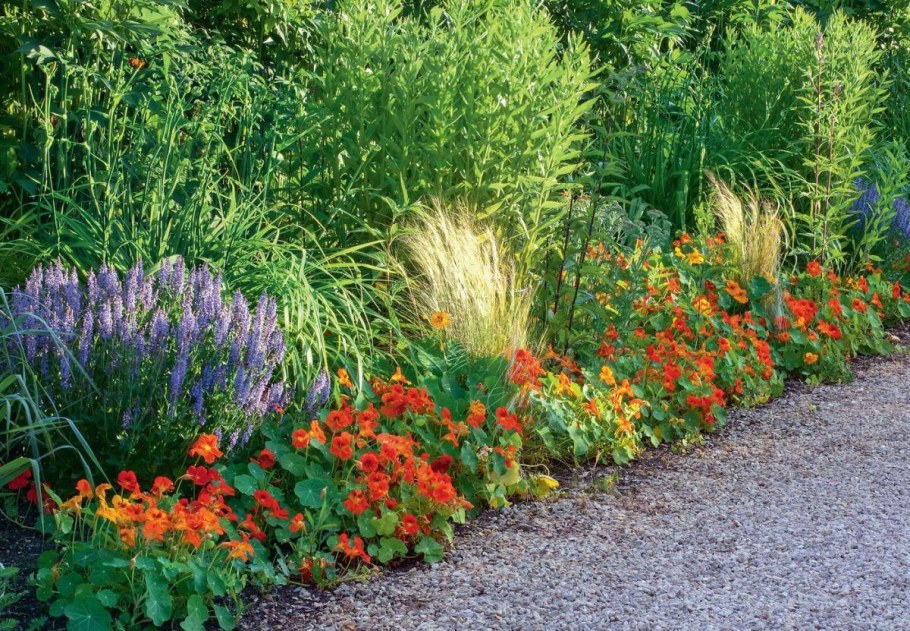 Вербена бордюрная