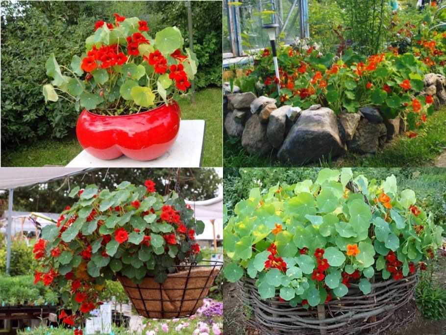 Настурция высокая клумба