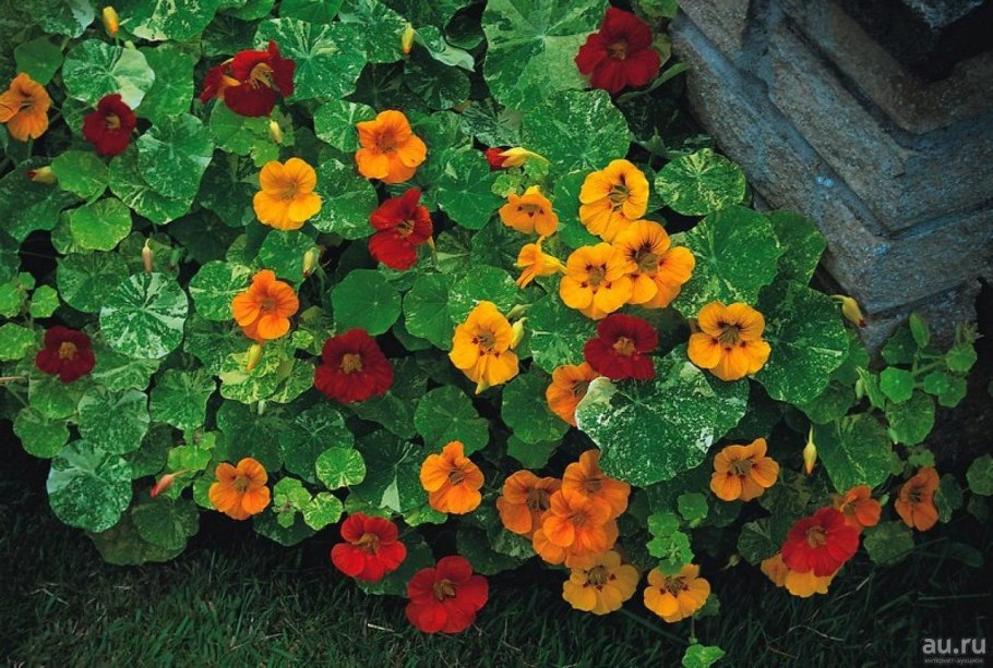 Настурция Аляска