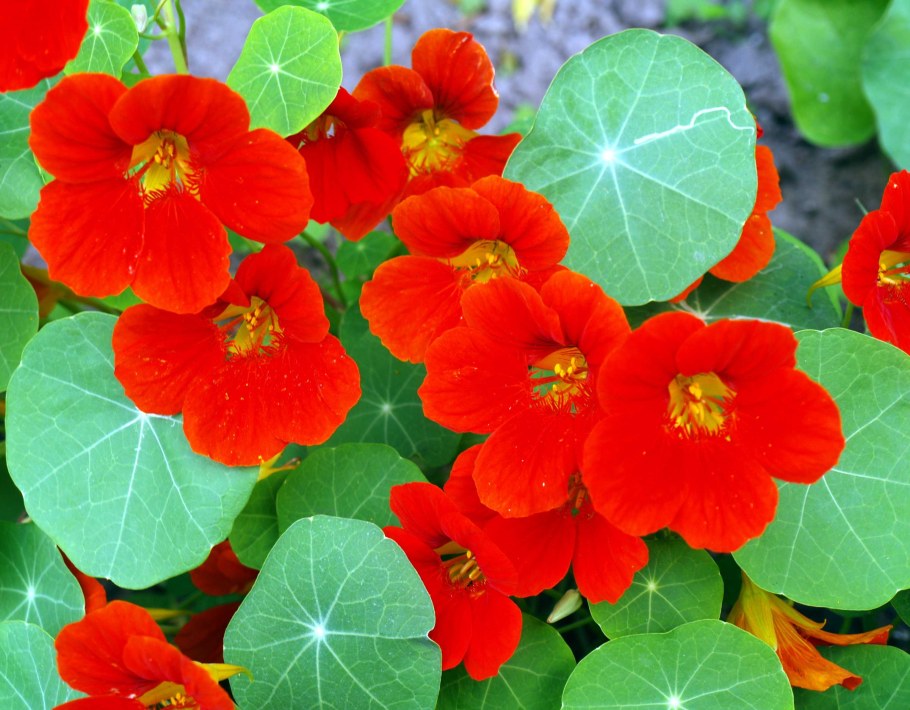 Настурция Король Теодор