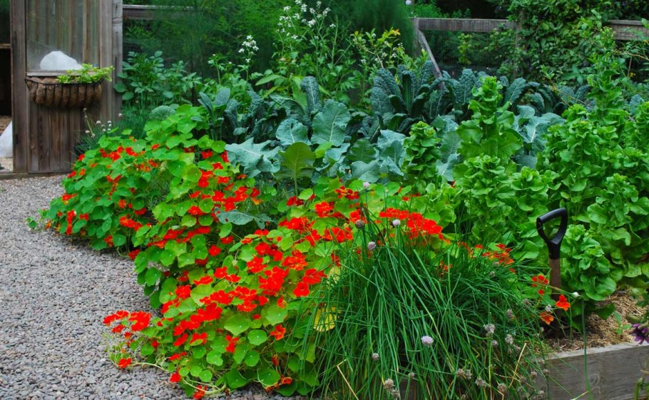 Настурция Длинноплетистая