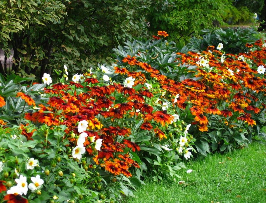 Клумба мирабилис настурция циния