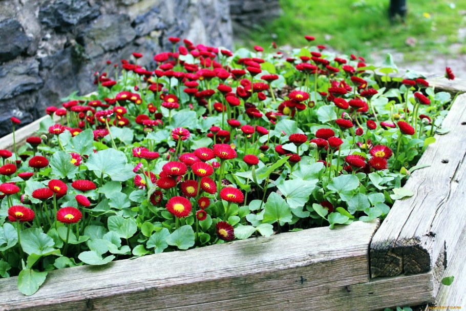 Маргаритки бордюрные