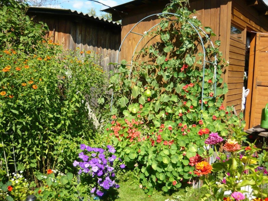 Настурция Вишенка