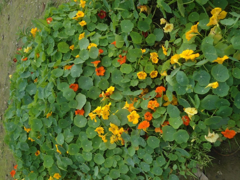 Настурция на клумбе
