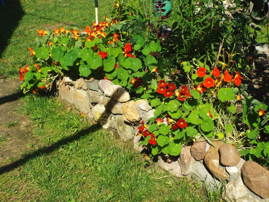 Настурция вишнёвая роза