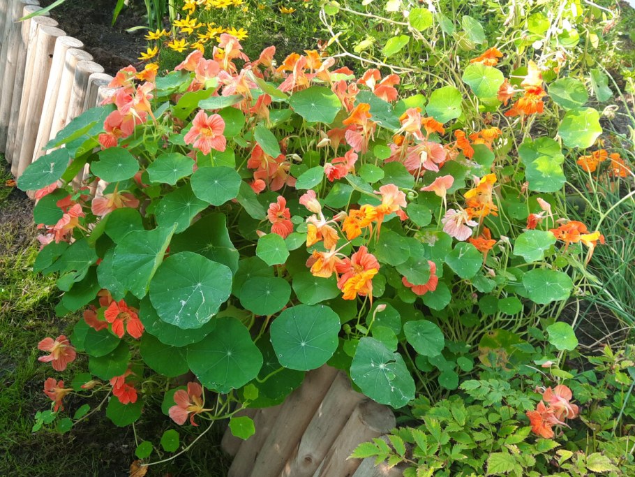 Настурция Майская махровая лососевая