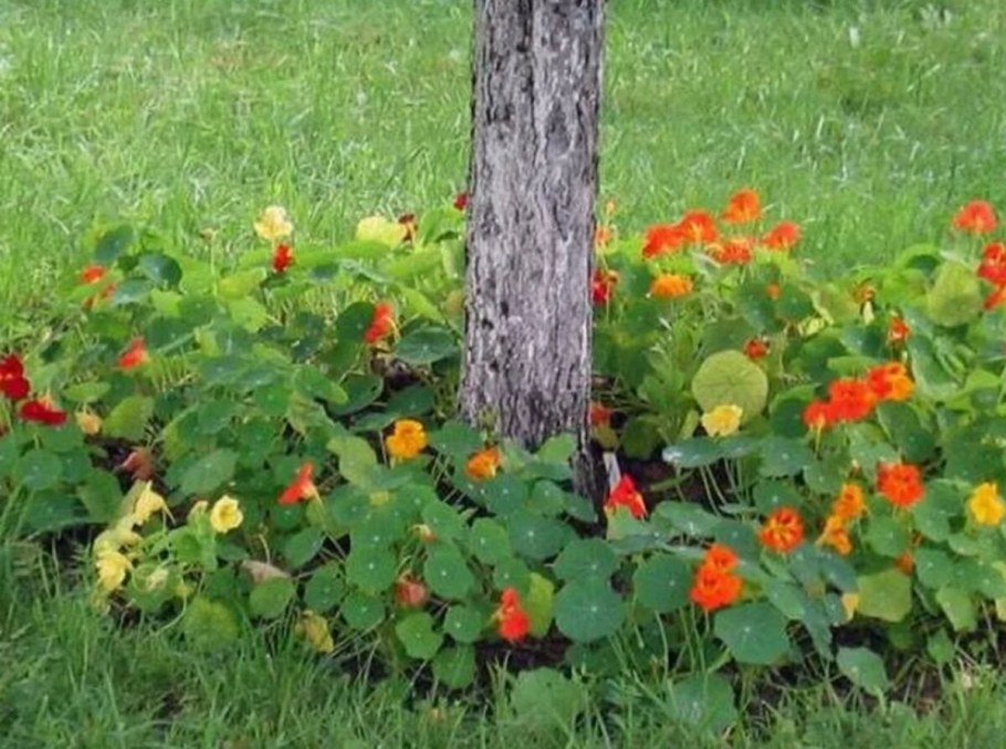 Настурция на клумбе